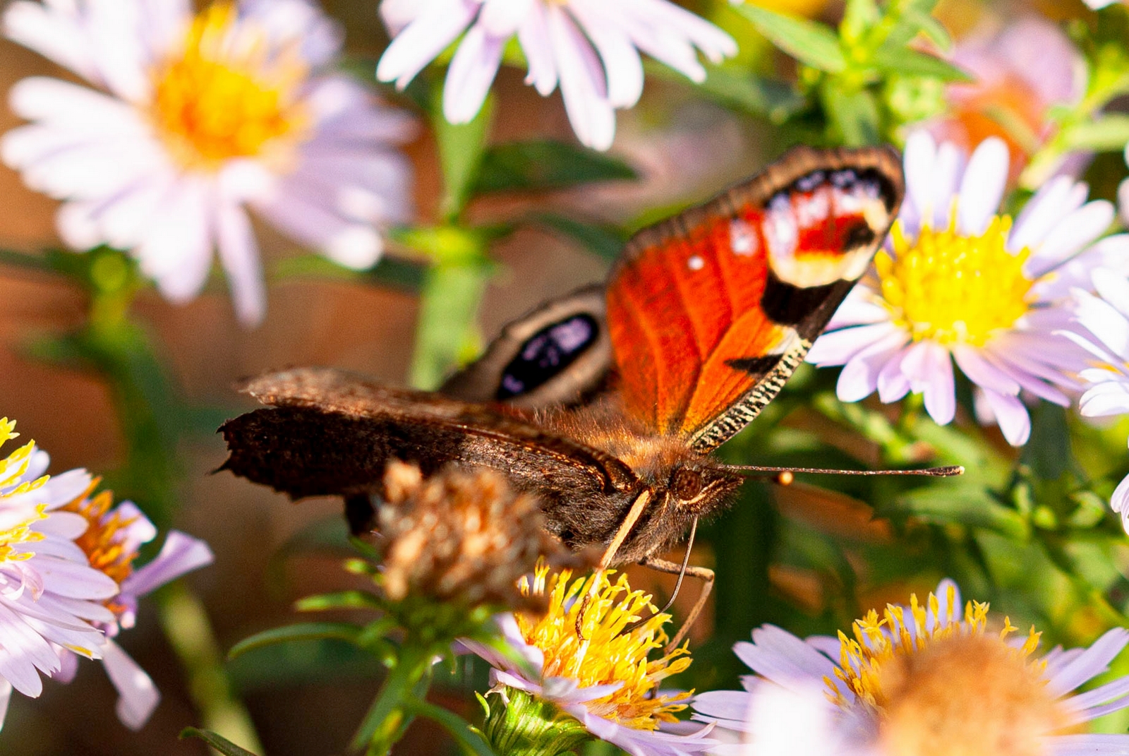 Schmetterlinge am 26.10.2019  1