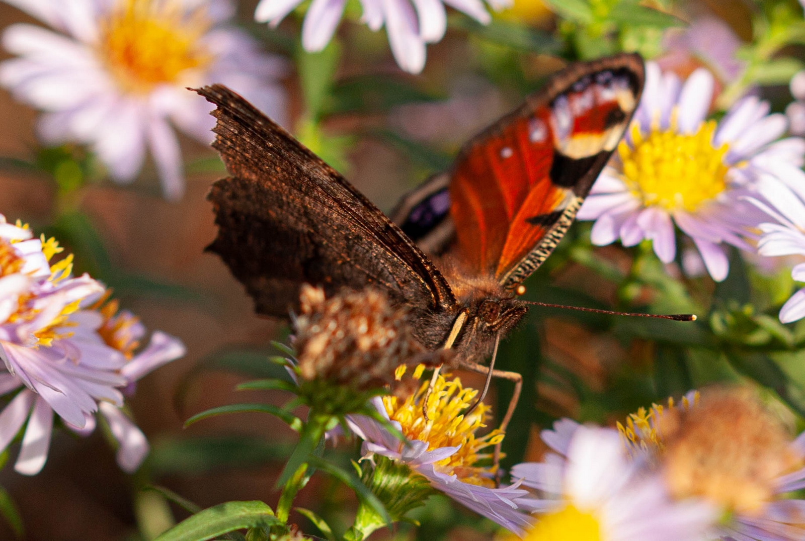 Schmetterlinge am 26.10.2019  2