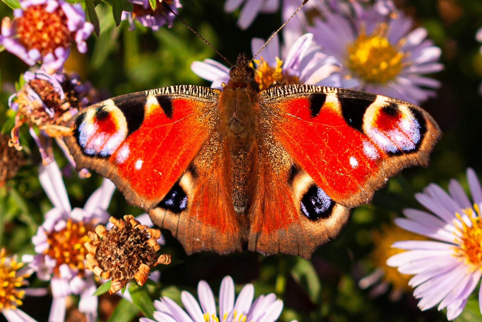 Schmetterlinge am 26.10.2019  3