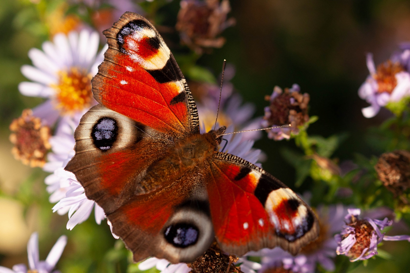 Schmetterlinge am 26.10.2019  6