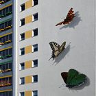 Schmetterlinge am Bau