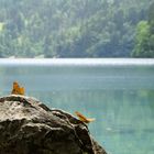 Schmetterlinge am Obersee