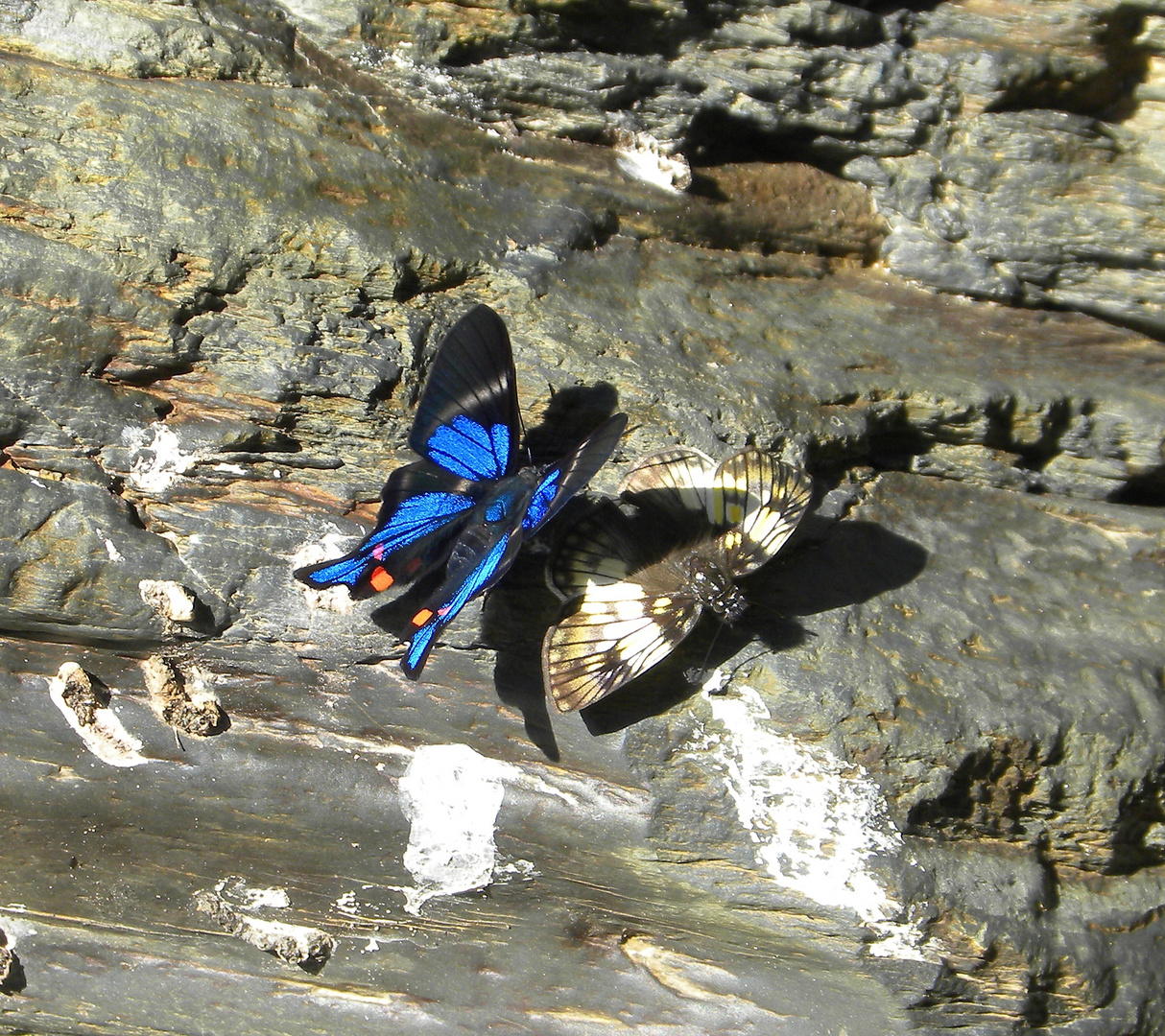 Schmetterlinge am Rio Negro auf 1000m Höhe in den Yungas von Bolivien