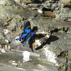 Schmetterlinge am Rio Negro auf 1000m Höhe in den Yungas von Bolivien