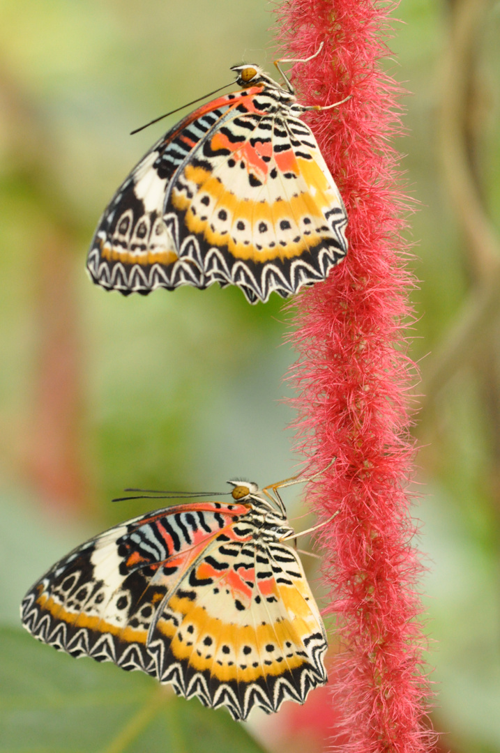 Schmetterlinge am roten Faden