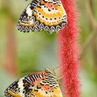 Schmetterlinge am roten Faden