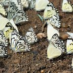 Schmetterlinge am Sambesi