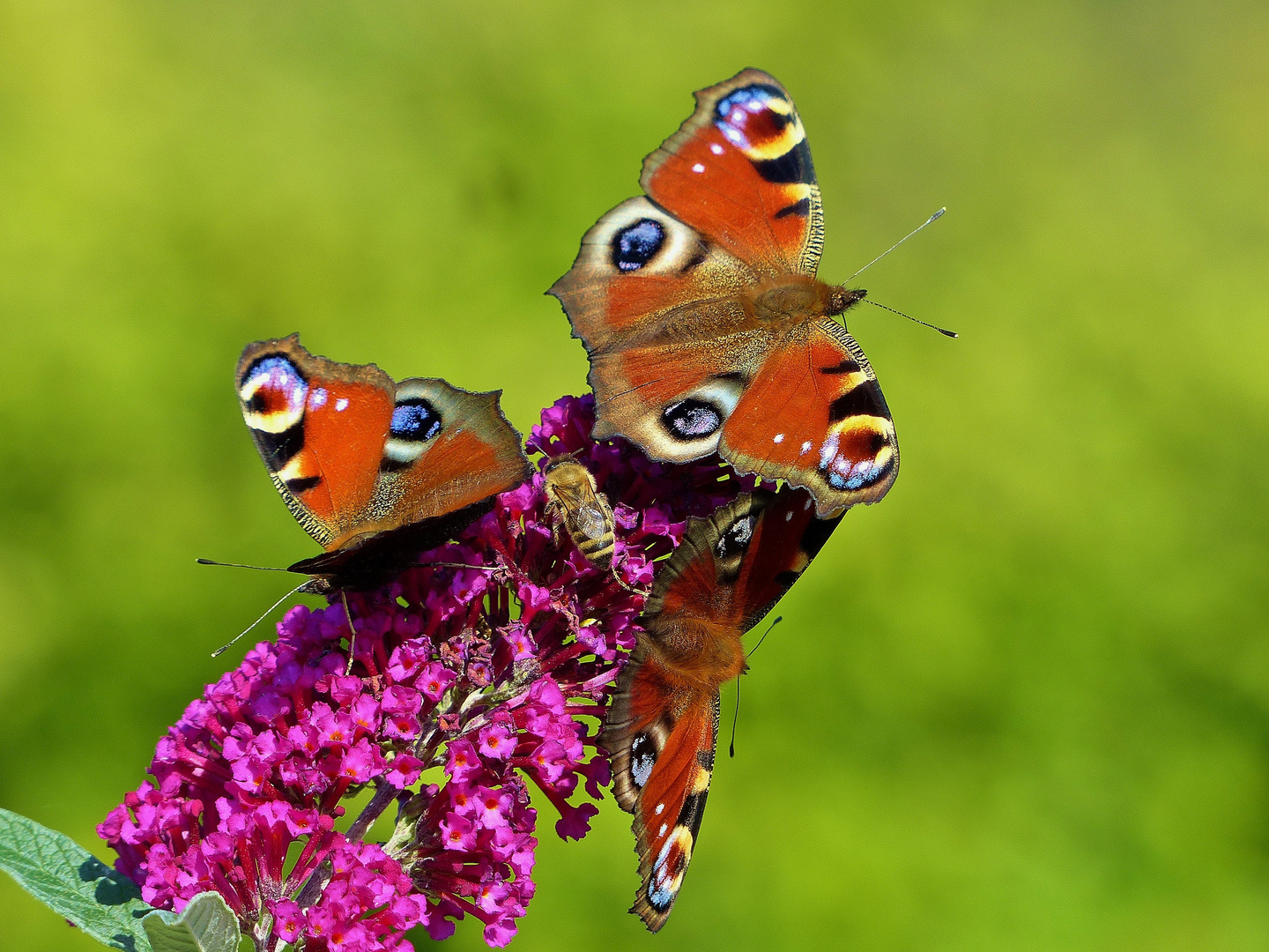 Schmetterlinge am Sommerflieder_01