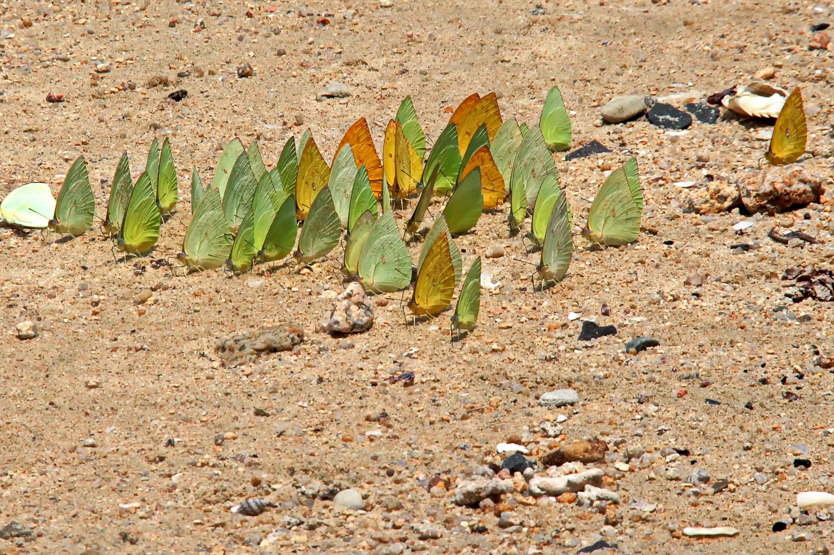 Schmetterlinge am Strand