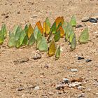 Schmetterlinge am Strand