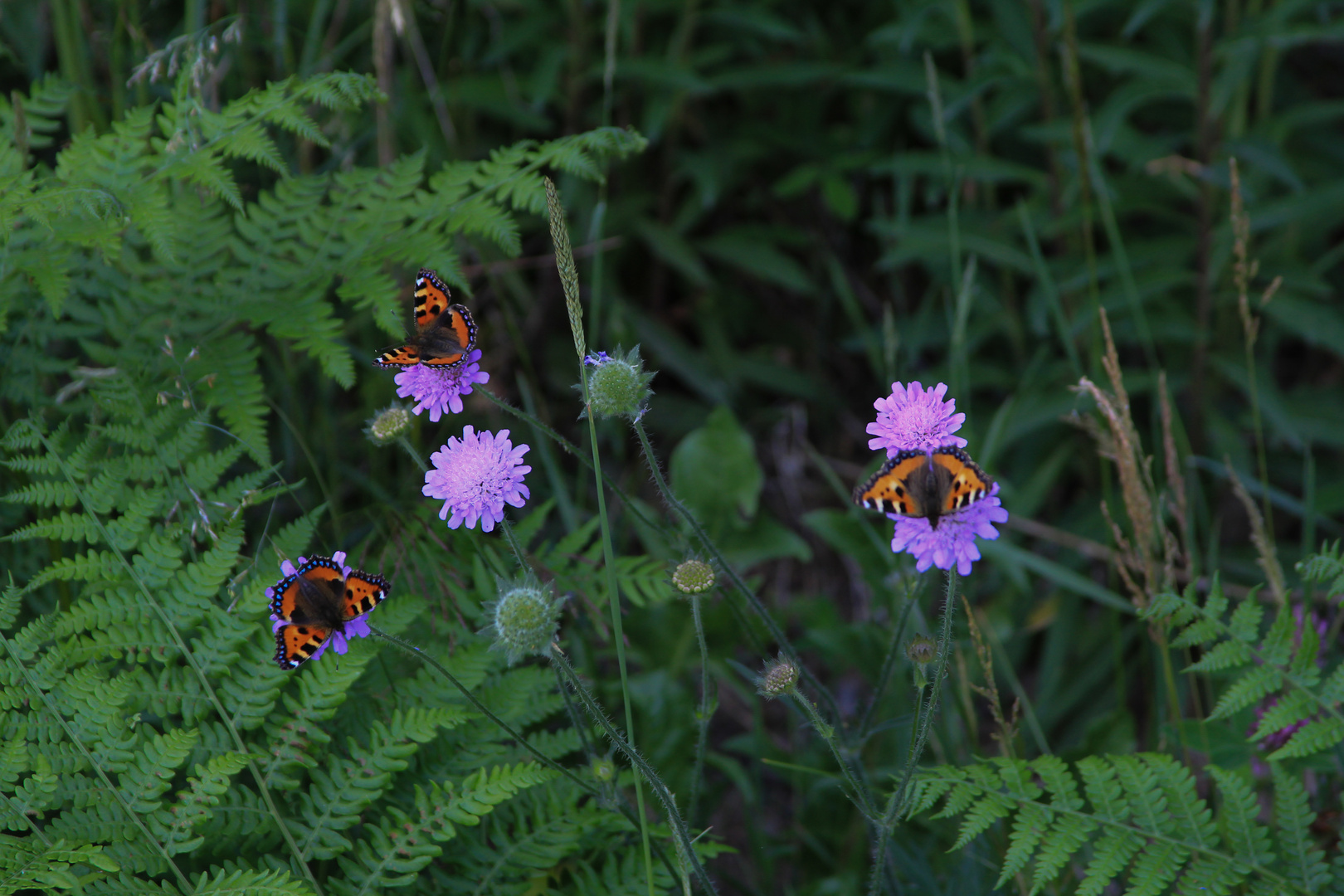 Schmetterlinge am Wegesrand