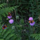 Schmetterlinge am Wegesrand