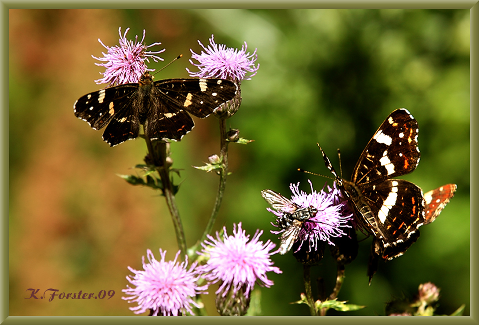 Schmetterlinge an den Disteln