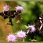 Schmetterlinge an den Disteln