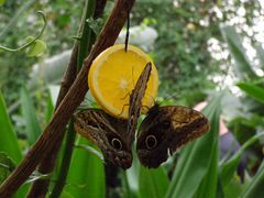 Schmetterlinge an einer Orange