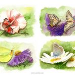 Schmetterlinge / Aquarell Zeichnungen