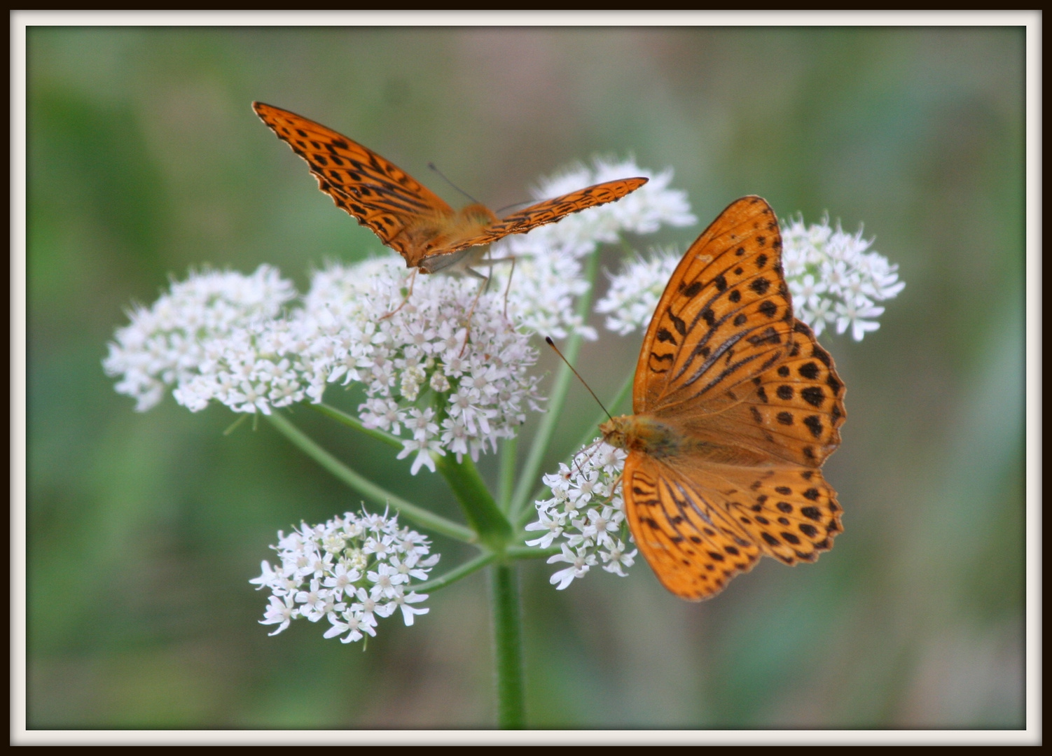 Schmetterlinge auf Blüte