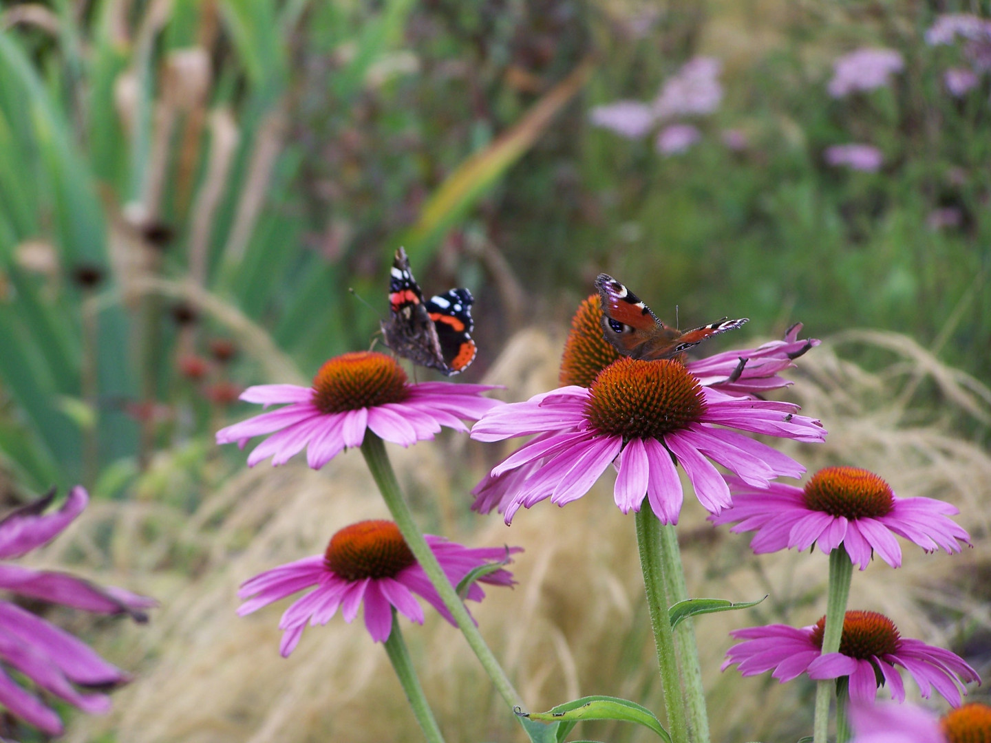 Schmetterlinge auf Blüten