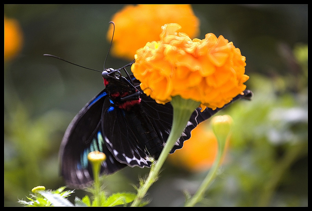 Schmetterlinge auf Borneo