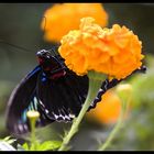 Schmetterlinge auf Borneo