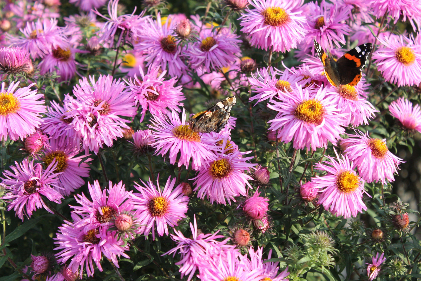 Schmetterlinge auf Chrysantheme