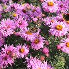 Schmetterlinge auf Chrysantheme