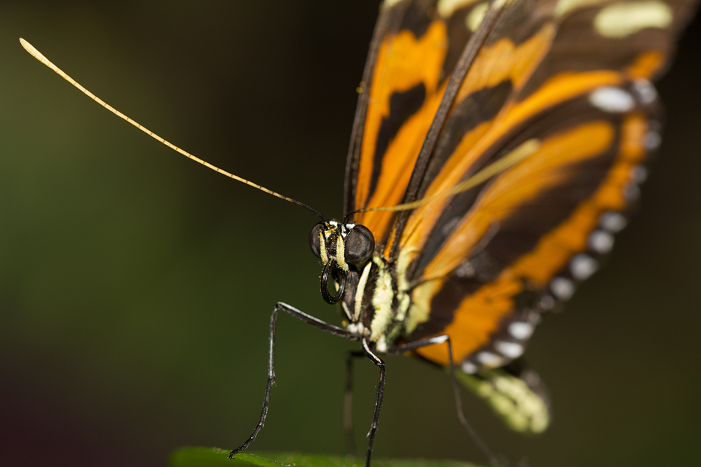 Schmetterlinge auf der Mainau 10