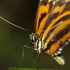 Schmetterlinge auf der Mainau 10