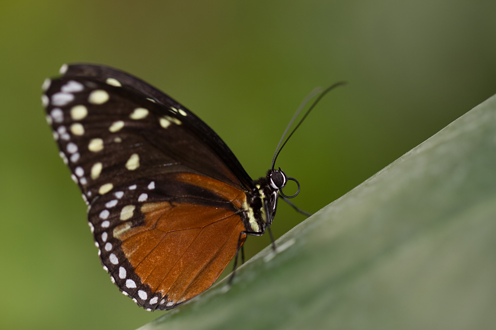 Schmetterlinge auf der Mainau 6