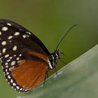 Schmetterlinge auf der Mainau 6