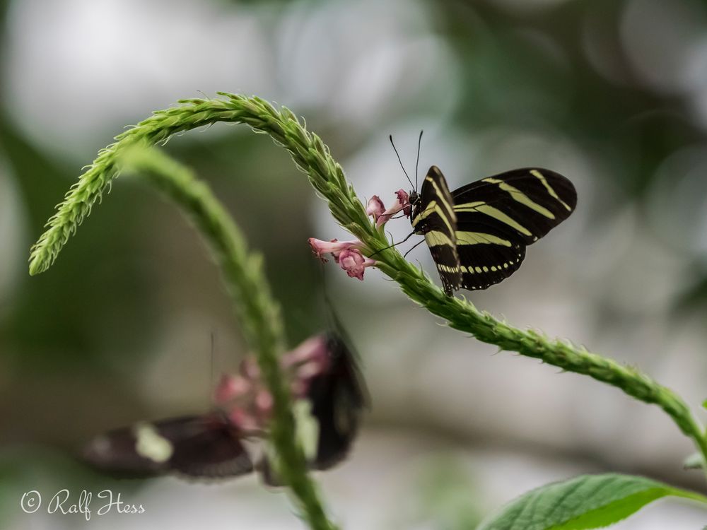 Schmetterlinge auf der Mainau