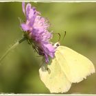 Schmetterlinge auf der Wiese