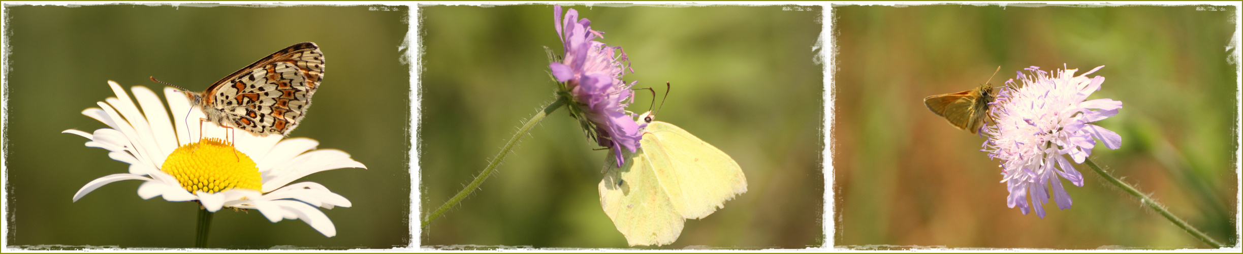 Schmetterlinge auf der Wiese