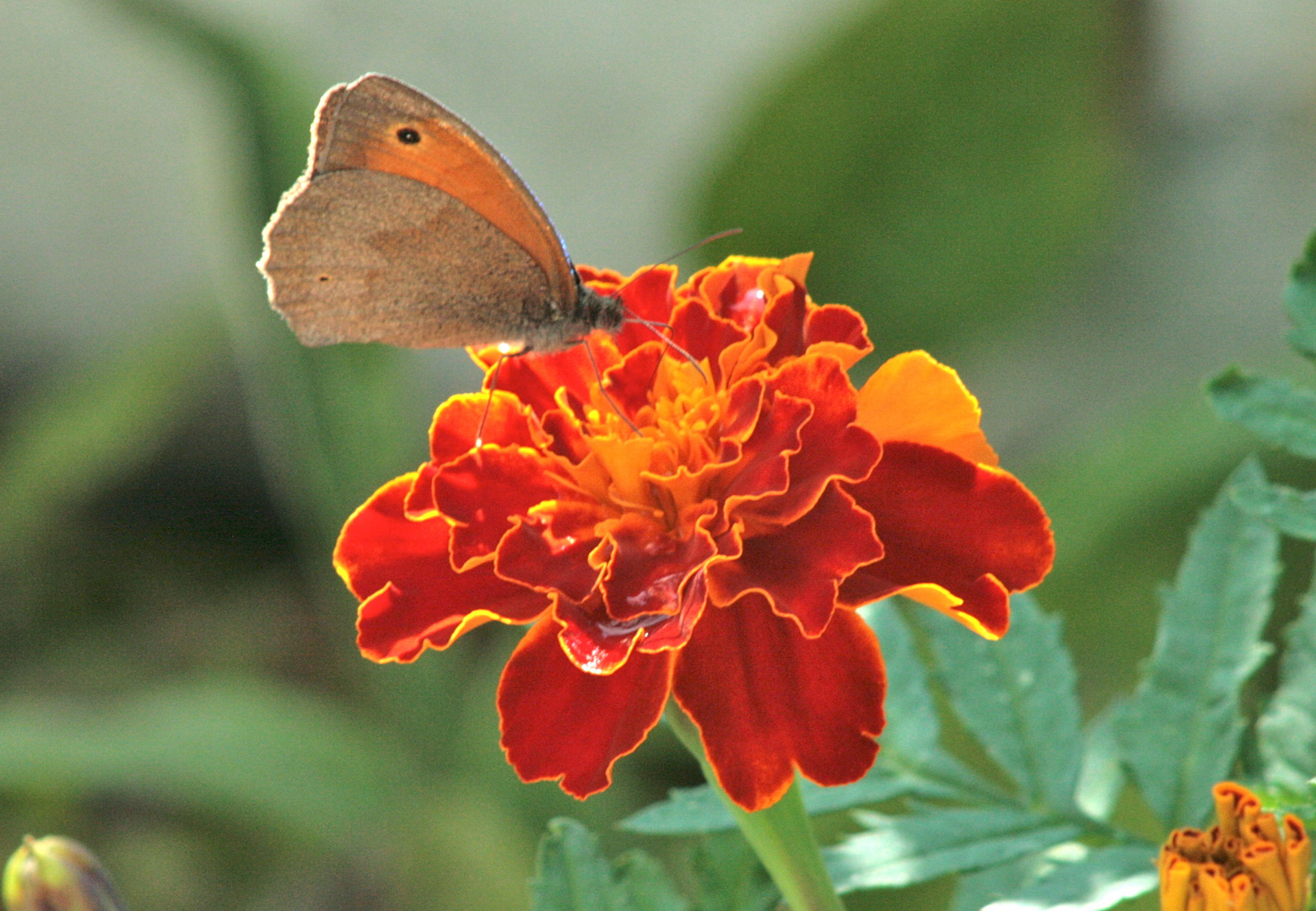 Schmetterlinge auf einer Blüte