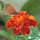 Schmetterlinge auf einer Blüte