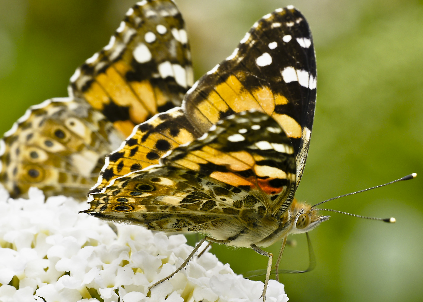 Schmetterlinge auf einer Fliederblüte