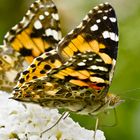 Schmetterlinge auf einer Fliederblüte