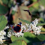 Schmetterlinge auf Helgoland (reloaded)