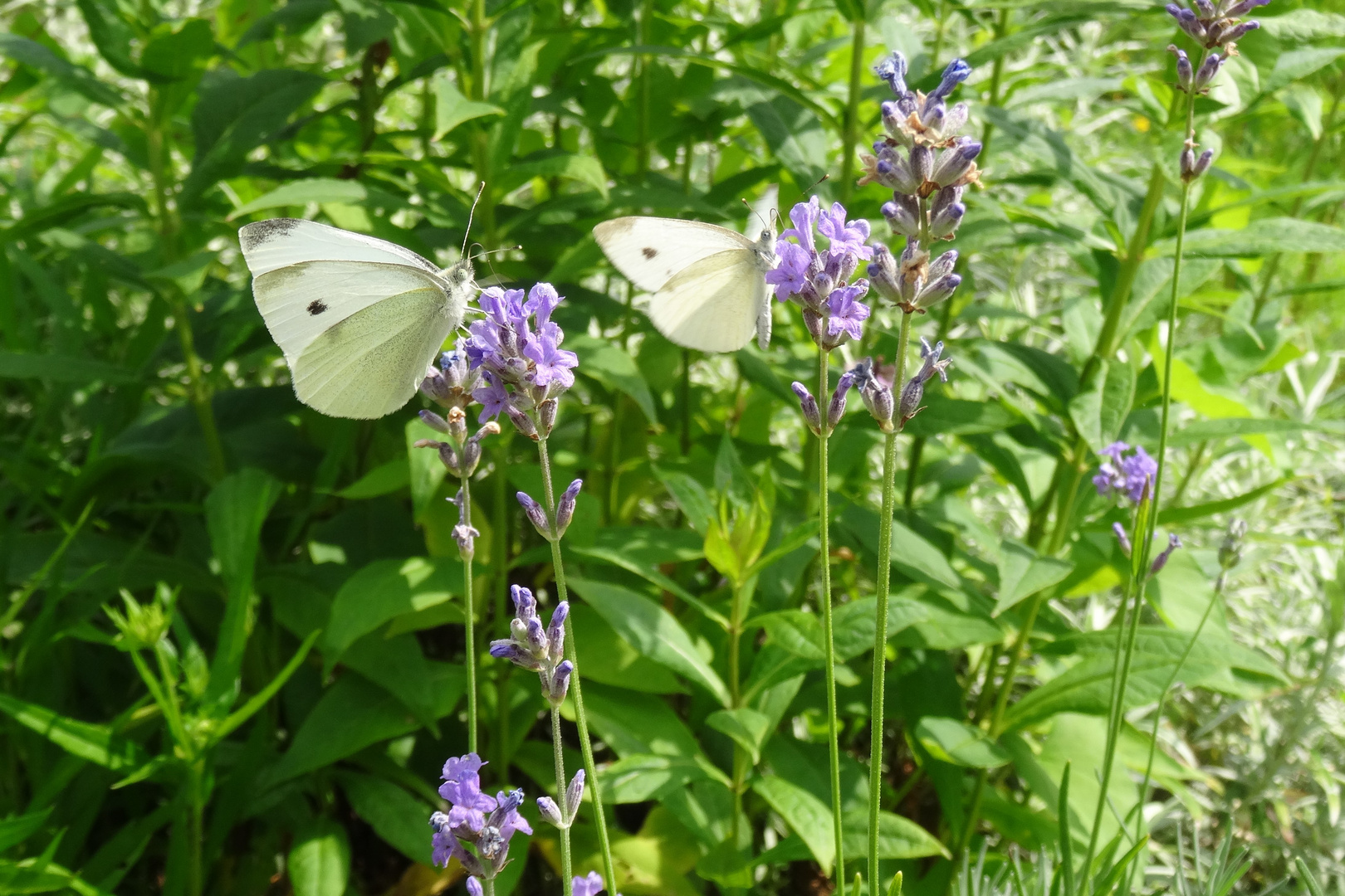Schmetterlinge auf Lavendel 