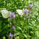 Schmetterlinge auf Lavendel 