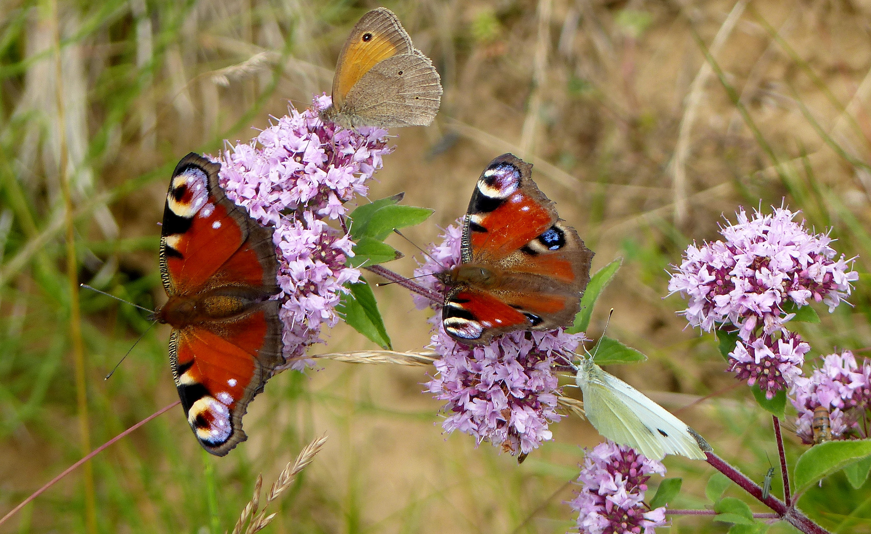   Schmetterlinge auf Minzblüten