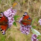   Schmetterlinge auf Minzblüten