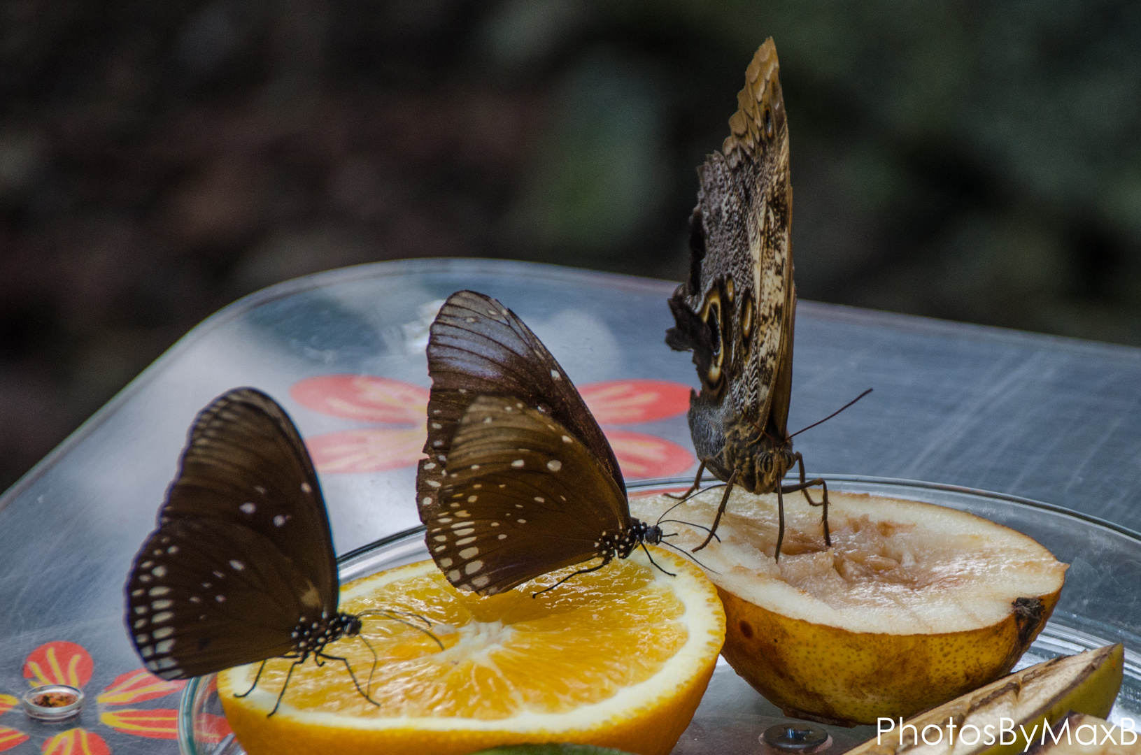 Schmetterlinge auf Obst