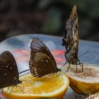 Schmetterlinge auf Obst