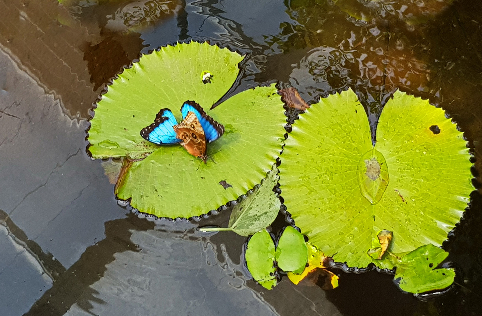 Schmetterlinge auf Seerosenblatt