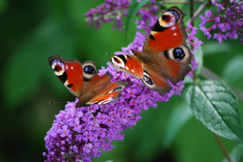 Schmetterlinge auf Sommerflieder