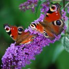 Schmetterlinge auf Sommerflieder