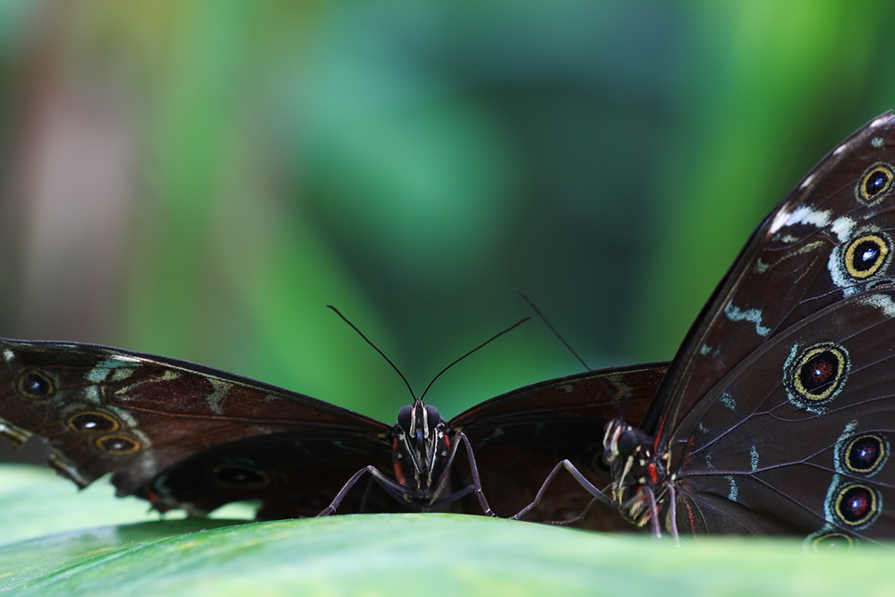 Schmetterlinge aus dem Botanischen Garten - 01