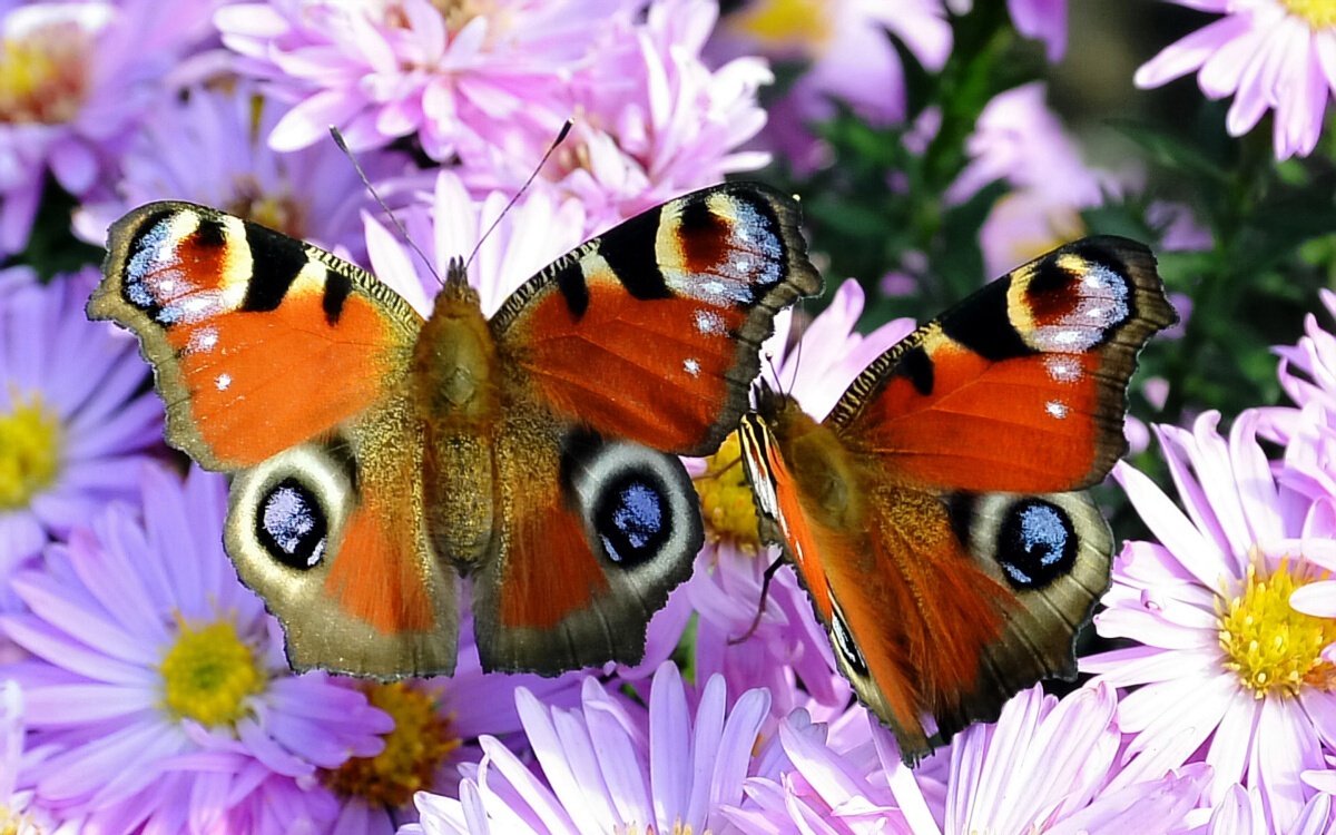 ~~Schmetterlinge~~