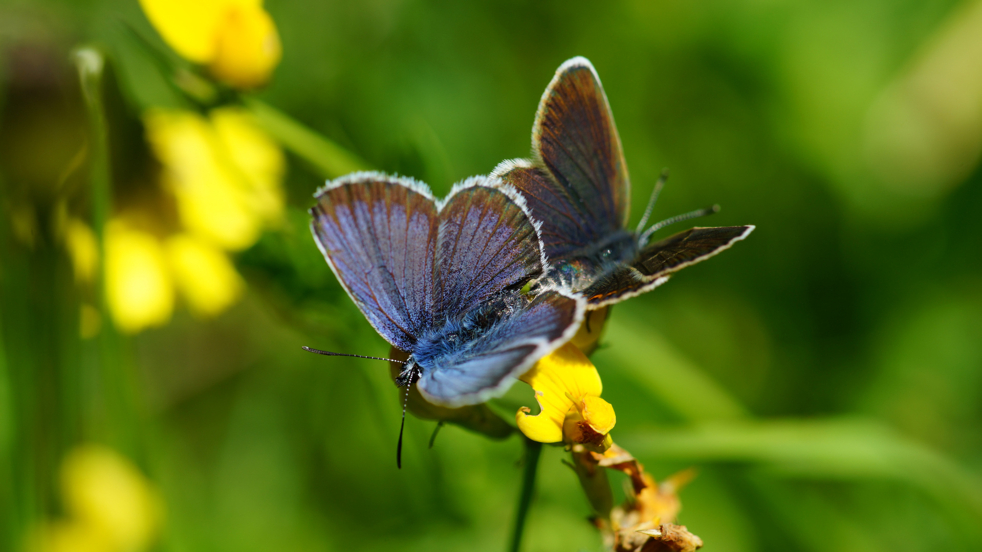 Schmetterlinge   